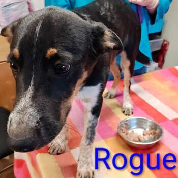 Rogue -  Australian Kelpie and Mixed Breed Dog for Adoption in Chicago, Illinois - Rogue | PetCurious