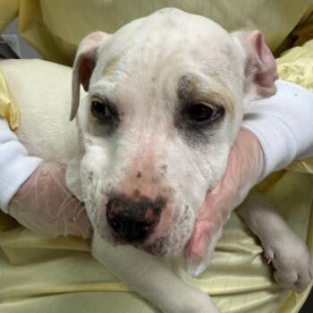 Mixed Breed Dogs Available for Adoption - Magenta | PetCurious