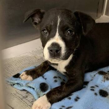 Terrier and Mixed Breed Dogs Available for Adoption in Cleveland, Mississippi - Sailor | PetCurious