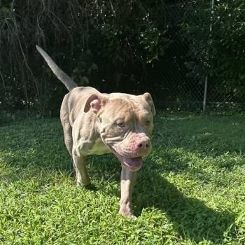 Nicholas -  Pit Bull Terrier Dog for Adoption in Ridgely, Maryland - Nicholas | PetCurious