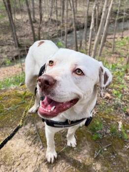 Mixed Breed Dogs Available for Adoption in Powell, Ohio - Dottie | PetCurious