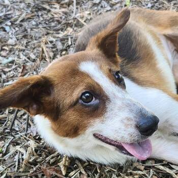 Cattle Dog Dogs Available for Adoption in Burbank, California - Lilly | PetCurious