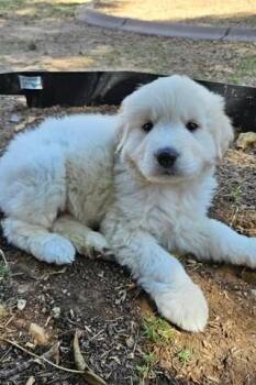 Great Pyrenees Dogs Available for Adoption in Mesa, Arizona - Alto | PetCurious