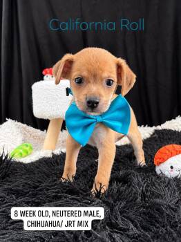 California Roll -  Chihuahua and Jack Russell Terrier Dog for Adoption in Sevierville, Tennessee - California Roll | PetCurious