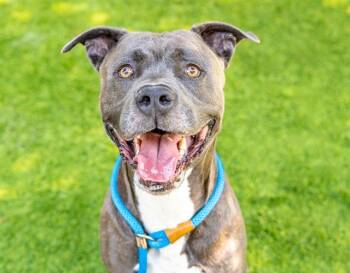 Rescue Pit Bull Terrier Dogs for Adoption in San Jose, California - COCO | PetCurious