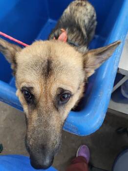 Rescue Mixed Breed Dogs for Adoption in Dallas, Texas - BUBBA | PetCurious