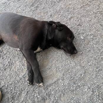 Ace -  Labrador Retriever Dog for Adoption in Quakertown, Pennsylvania - Ace | PetCurious