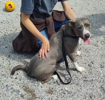 Rescue Pit Bull Terrier Dogs for Adoption in Leavenworth, Kansas - 25-0198 "Mama" | PetCurious