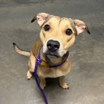 Piper Pinwheeler -  Mixed Breed Dog for Adoption in Dekalb, Illinois - Piper Pinwheeler | PetCurious