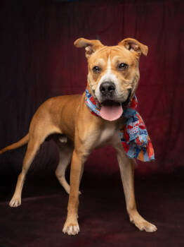 Rescue Mixed Breed Dogs for Adoption in Atlanta, Georgia - Allan | PetCurious