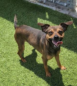Chihuahua and Mixed Breed Dogs Available for Adoption in Frankfort, Kentucky - Wiggy | PetCurious