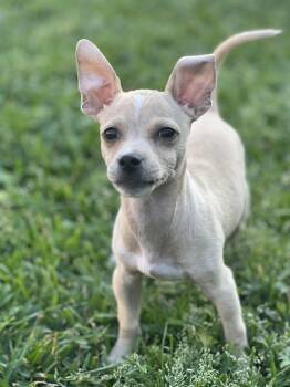 Chihuahua Dogs Available for Adoption - Tucker | PetCurious
