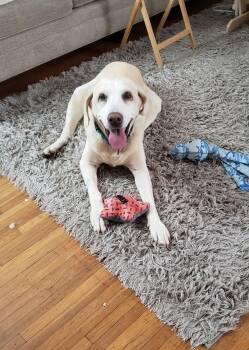 Pearl -  Labrador Retriever Dog Available for Adoption in Warrington, Pennsylvania - Pearl | PetCurious