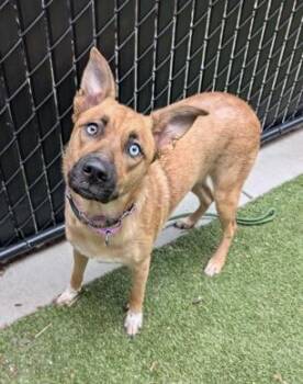 Jazelle -  Mixed Breed Dog for Adoption in Bellevue, Washington - Jazelle | PetCurious