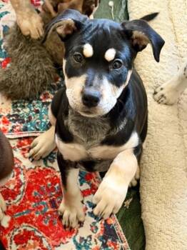 Riley LH -  Shepherd and Plott Hound Dog for Adoption in Austin, Texas - Riley LH | PetCurious