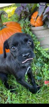 Buzz -  Miniature Poodle Dog for Adoption in Lincoln University, Pennsylvania - Buzz | PetCurious