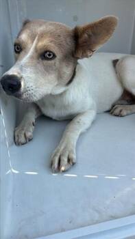A662525 -  Carolina Dog Dog for Adoption in Houston, Texas - A662525 | PetCurious