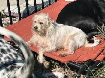 Rob Kendall -  Shih Tzu and Maltese Dog for Adoption in Cloverdale, Indiana - Rob Kendall | PetCurious