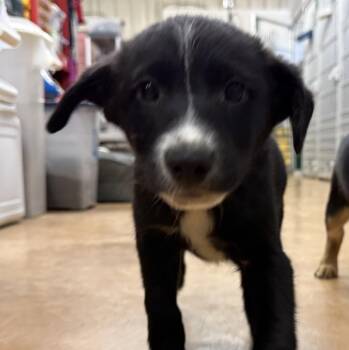 Wilbur -  Border Collie and Cattle Dog Dog for Adoption in Thayne, Wyoming - Wilbur | PetCurious