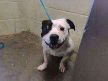 Staffordshire Bull Terrier Dogs Available for Adoption - PINTO | PetCurious