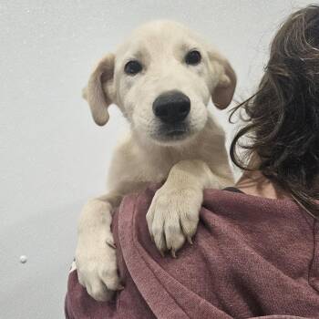 Archie -  Yellow Labrador Retriever Dog for Adoption in Kalamazoo, Michigan - Archie | PetCurious