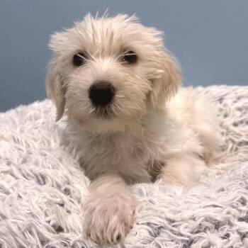 Buggy -  Labrador Retriever and Mixed Breed Dog for Adoption in Park City, Utah - Buggy | PetCurious