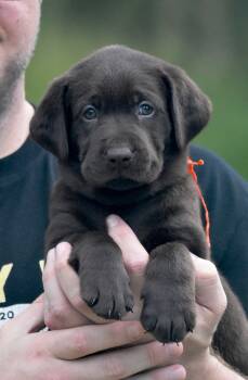 Snickers -  Chocolate Labrador Retriever Dog for Sale in Webster, Florida - Snickers | PetCurious
