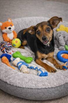 Chihuahua and Rat Terrier Dogs Available for Adoption - Luna  | PetCurious