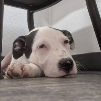 Rescue Pit Bull Terrier Dogs for Adoption in Charlotte, North Carolina - Panda | PetCurious