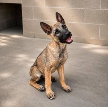 Laynie -  Shepherd Dog for Adoption in Lathrop, California - Laynie | PetCurious