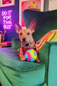 Chihuahua Dogs Available for Adoption - Bitsy Belle (26-018 D) | PetCurious