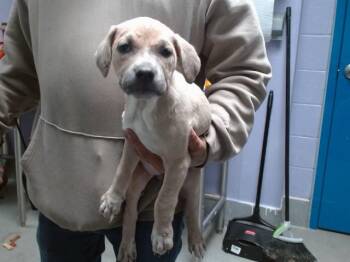 Labrador Retriever and Mixed Breed Dogs Available for Adoption - LISHA | PetCurious