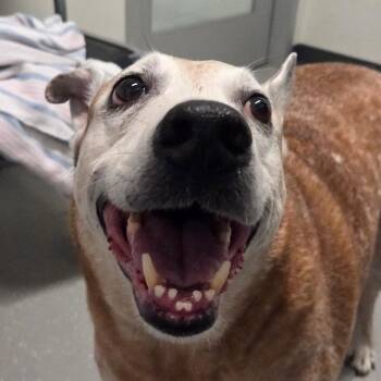Cattle Dog and Mixed Breed Dogs Available for Adoption in Kennebunk, Maine - Jingles | PetCurious