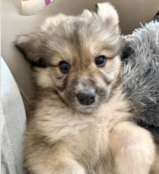 Great Pyrenees Dogs Available for Adoption in Denver, Colorado - George | PetCurious