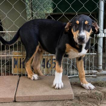 Cody - hound litter of 9 -  Hound Dog for Adoption in Horn Lake, Mississippi - Cody - Hound Litter Of 9 | PetCurious