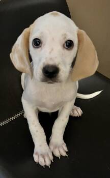 Stuart -  Beagle and Mixed Breed Dog for Adoption in Minneapolis, Minnesota - Stuart | PetCurious