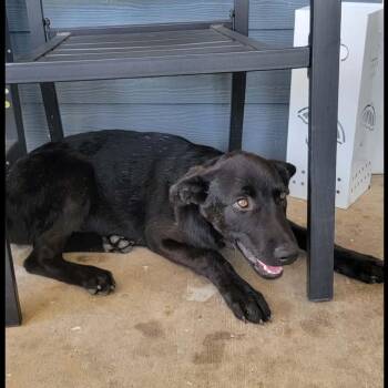 Ebony -  Black Labrador Retriever Dog for Adoption in Centerville, Tennessee - Ebony | PetCurious