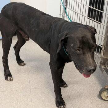 Rescue Black Labrador Retriever Dogs for Adoption in Bastrop, Texas - Clifford 25-09-121 | PetCurious