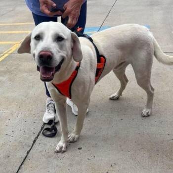 Champ -  Labrador Retriever and Mixed Breed Dog for Adoption in Buffalo, Minnesota - Champ | PetCurious