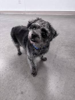 Schnauzer and Poodle Dogs Available for Adoption in Gilbert, Arizona - Charlie | PetCurious