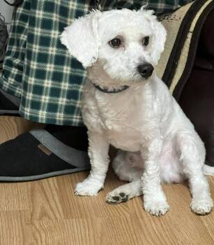 Ozzy -  Bichon Frise Dog for Adoption in Gretna, Florida - Ozzy | PetCurious