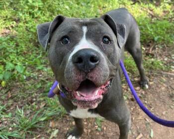 Pit Bull Terrier Dogs Available for Adoption in Charlotte, North Carolina - RODRIGO | PetCurious