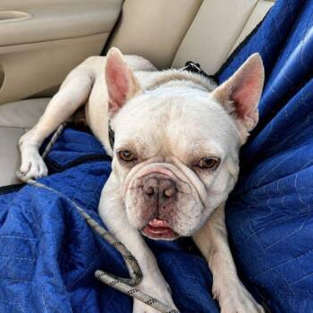 Oatie -  French Bulldog Dog for Adoption in Austin, Texas - Oatie | PetCurious