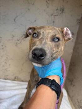 Pit Bull Terrier and Mixed Breed Dogs Available for Adoption in Honolulu, Hawaii - Koda | PetCurious