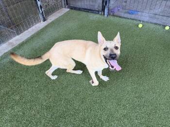SOPHIE -  German Shepherd Dog Dog for Adoption in Rowlett, Texas - SOPHIE | PetCurious