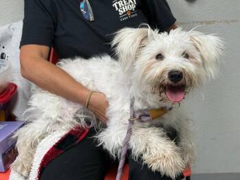 Hickman -  West Highland White Terrier Westie Dog for Adoption in Sorrento, Louisiana - Hickman | PetCurious
