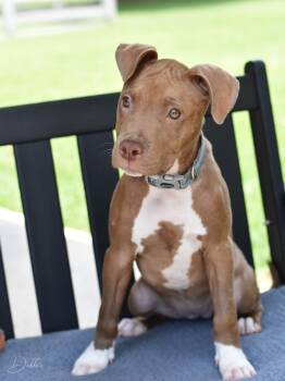 Pit Bull Terrier and Labrador Retriever Dogs Available for Adoption in Conroe, Texas - Debbie | PetCurious