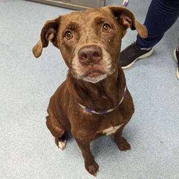 Matilda -  Mixed Breed Dog for Adoption in Gainesville, Florida - Matilda | PetCurious