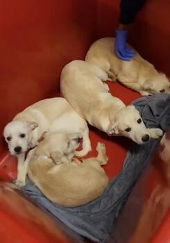 Labrador Retriever and Mixed Breed Dogs Available for Adoption in Broomfield, Colorado - Corsonei / Hiam | PetCurious