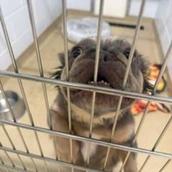 Doriann -  French Bulldog Dog for Adoption in West Palm Beach, Florida - Doriann | PetCurious